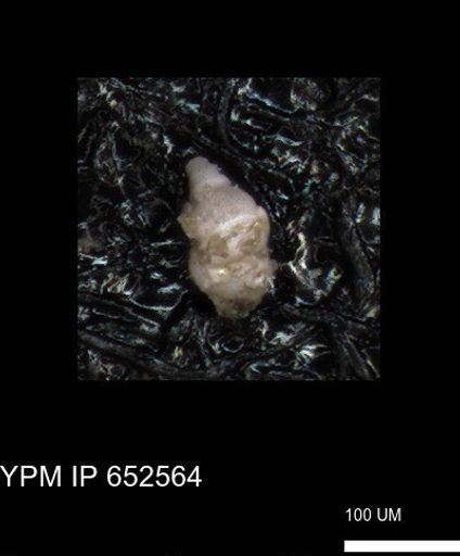 undet. Foraminiferida