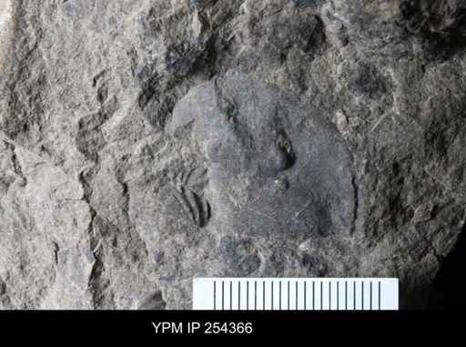 Erieopterus microphthalmus