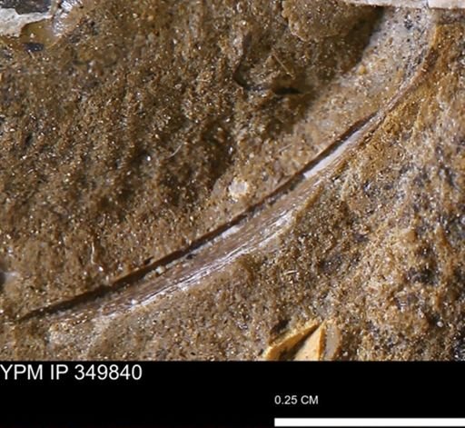 undet. Bivalvia