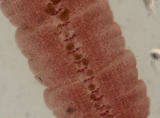 Eucestoda