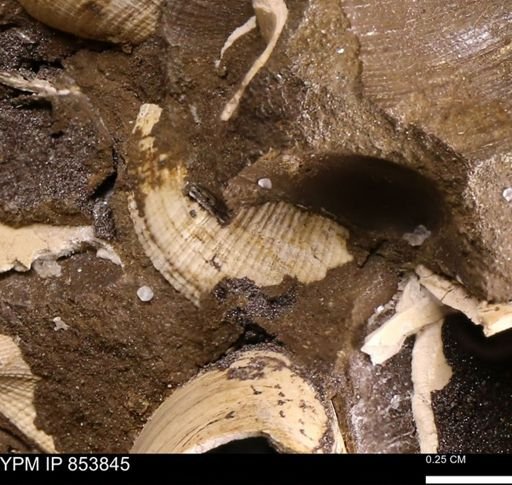Parallelodon sp.