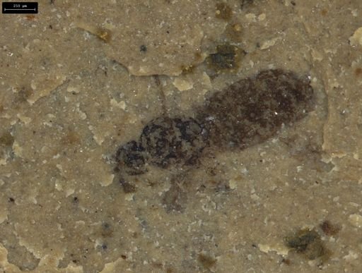 Hymenoptera?