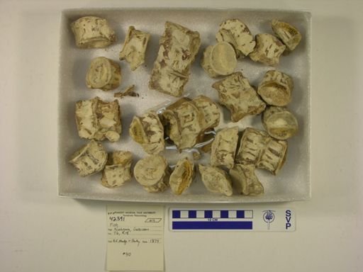 undet. Ichthyodectidae