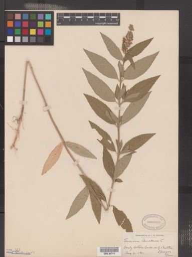 Teucrium canadense