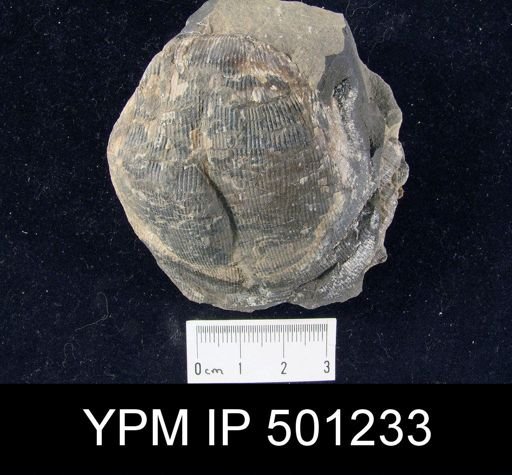Linoproductus sp.