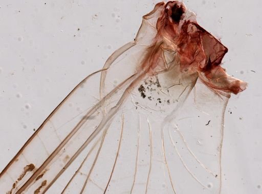 Ephemeridae