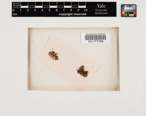 Plantae