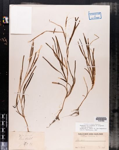 Zostera marina