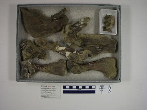 Adinotherium ovinum