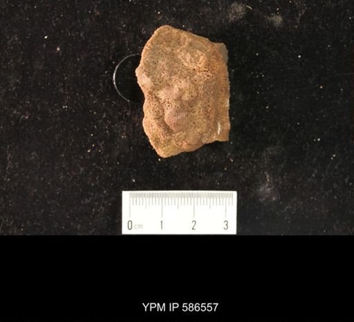 Syntrophina primordialis
