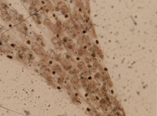 Bugulina flabellata