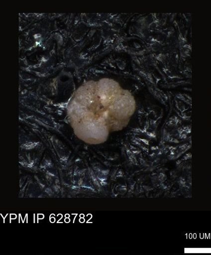 undet. Foraminiferida