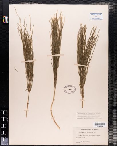 Equisetum arvense