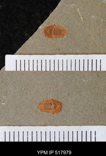 undet. Synziphosurina