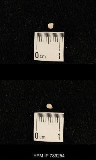 undet. Brachiopoda