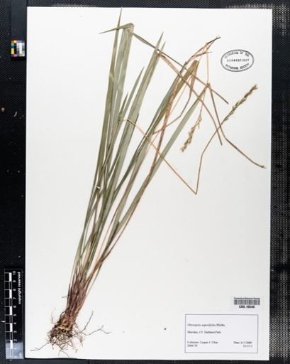 Oryzopsis asperifolia