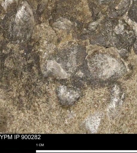 Anomia gryphorhyncha