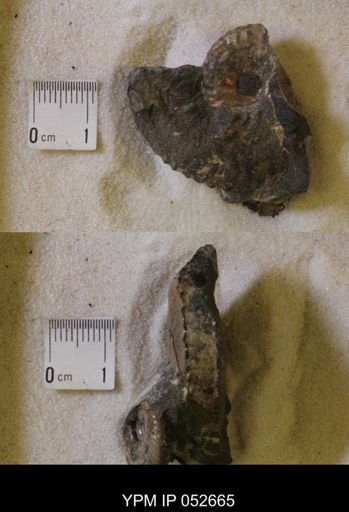 Hoploscaphites comprimus