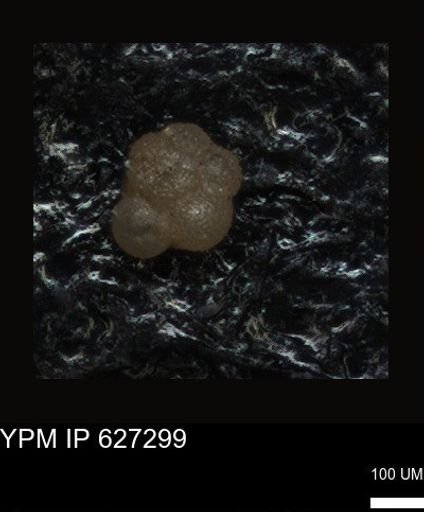 undet. Foraminiferida