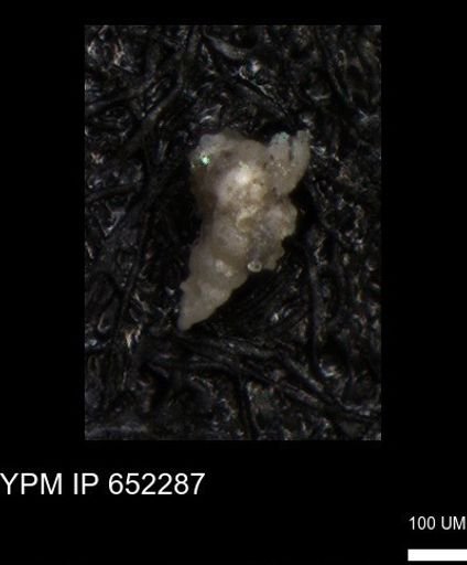 undet. Heterohelicidae