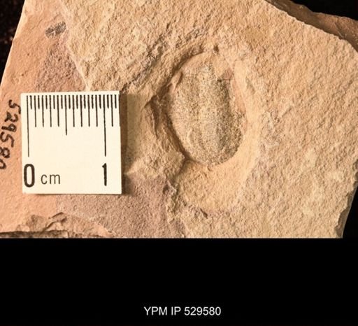 Trilobita