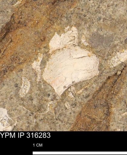 undet. Gastropoda