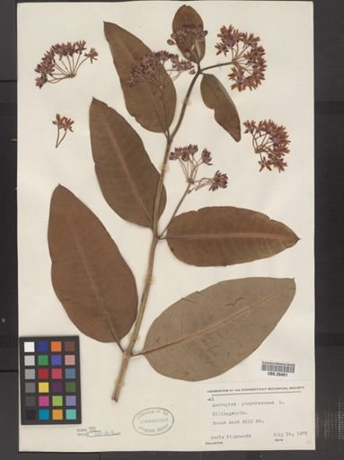 Asclepias purpurascens