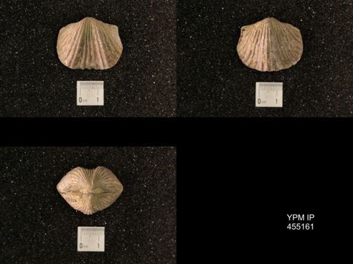 Platystrophia ponderosa