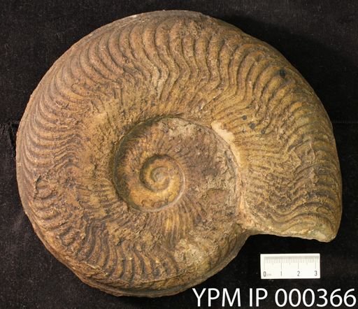 Harpoceras