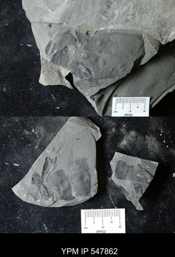 undet. Eurypterida
