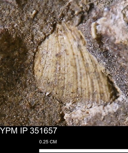 Limopsis striatopunctatus