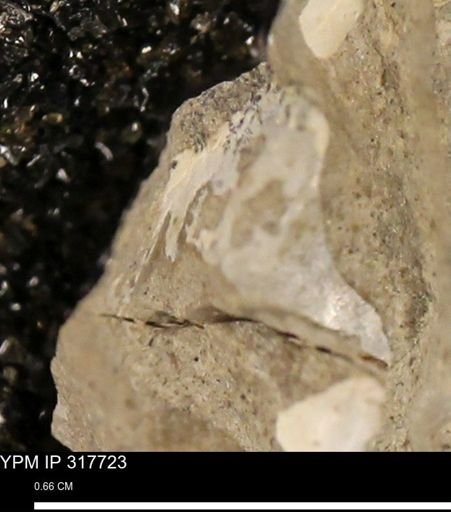 undet. Mollusca