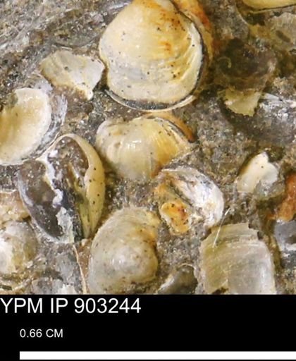 Corbulamella sp.