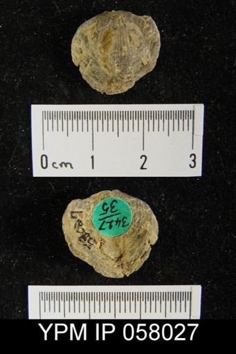 Atrypa reticularis