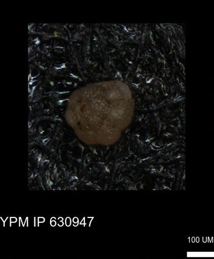 undet. Globigerinina