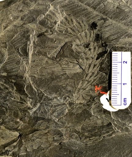 Asterophyllites sp.