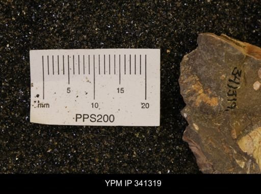 Scaphites sp.