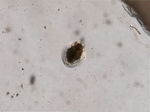 Euchlanis triquetra