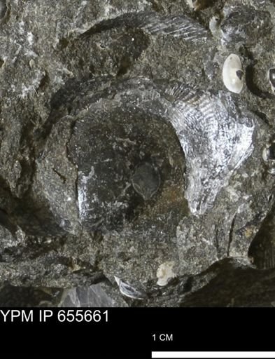 Oxytoma (Hypoxytoma) nebrascana
