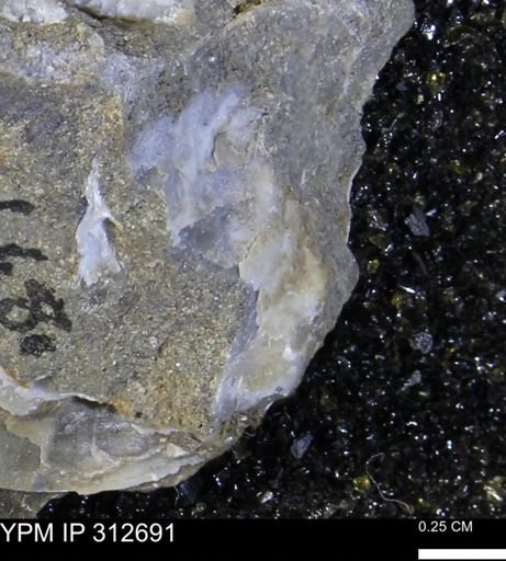 Phelopteria linguaeformis