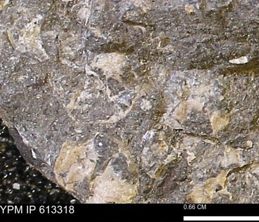 Scaphites sp.