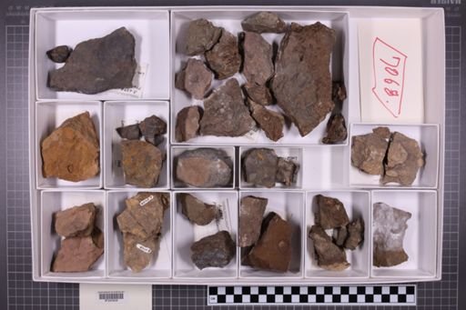 mixed taxa, stratigraphic collection