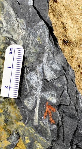 Sphenophyllum sp.