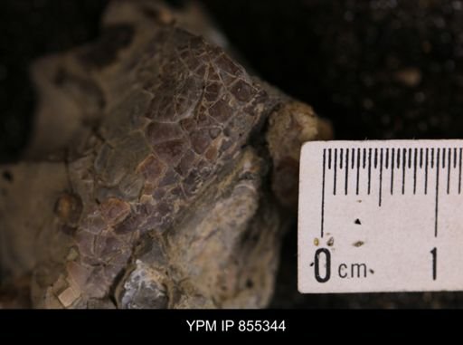 Baculites sp.