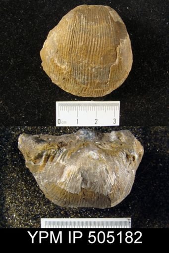 Productus cora