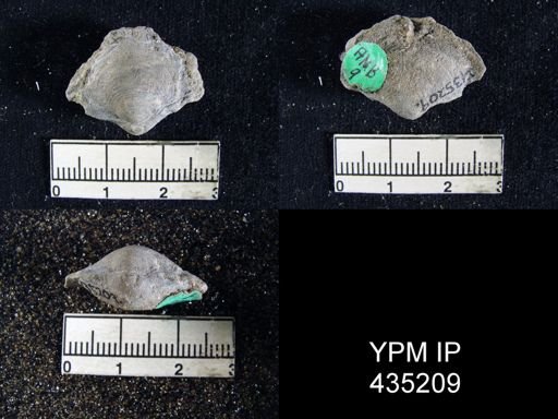 Athyris semiconcava