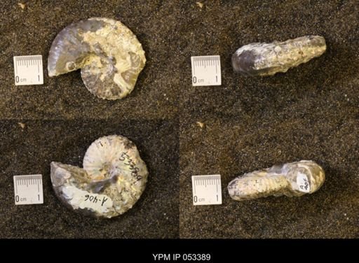 Discoscaphites conradi