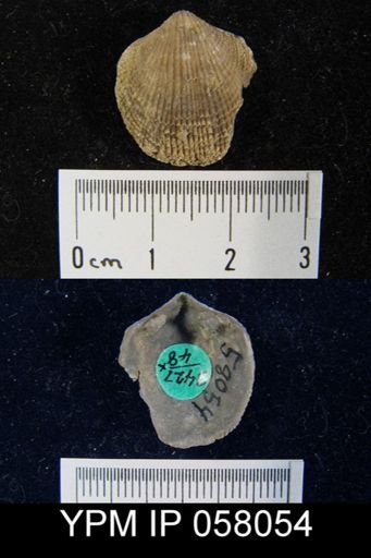 Atrypa reticularis