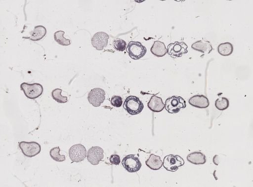 Apis mellifera