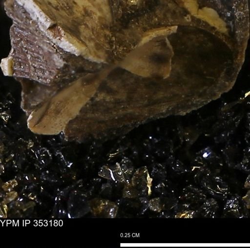 Limopsis striatopunctatus